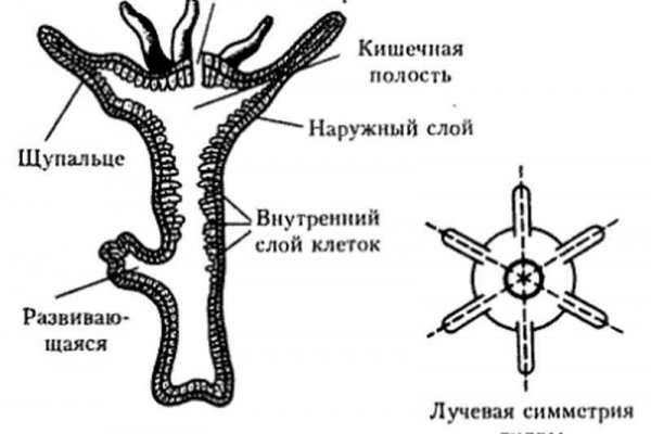 Кракен магазин