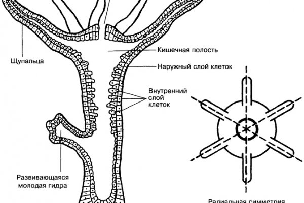 Кракен гидра сайт